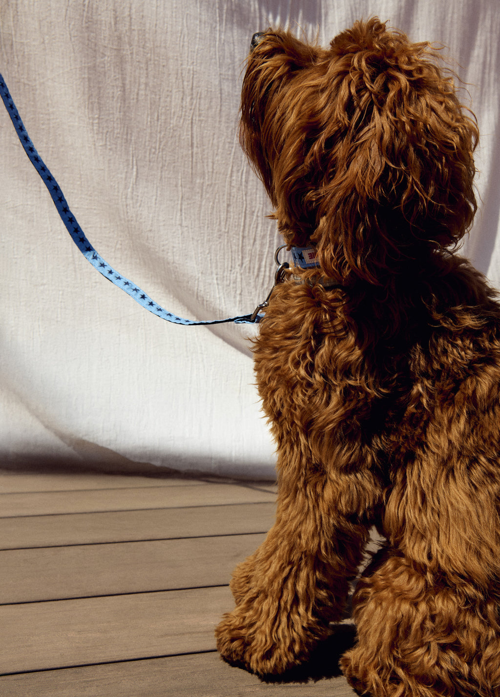 Pet leash